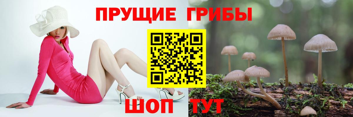 Псилоцибиновые грибы Psilocybine cubensis Коряжма